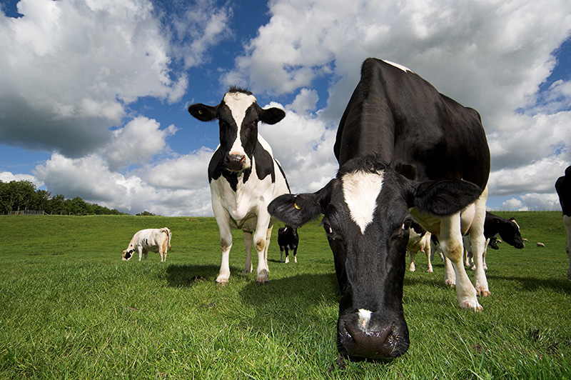 牛の知名度は世界的！町野修斗が移籍したホルシュタイン・キールってどんなクラブ？｜写真2